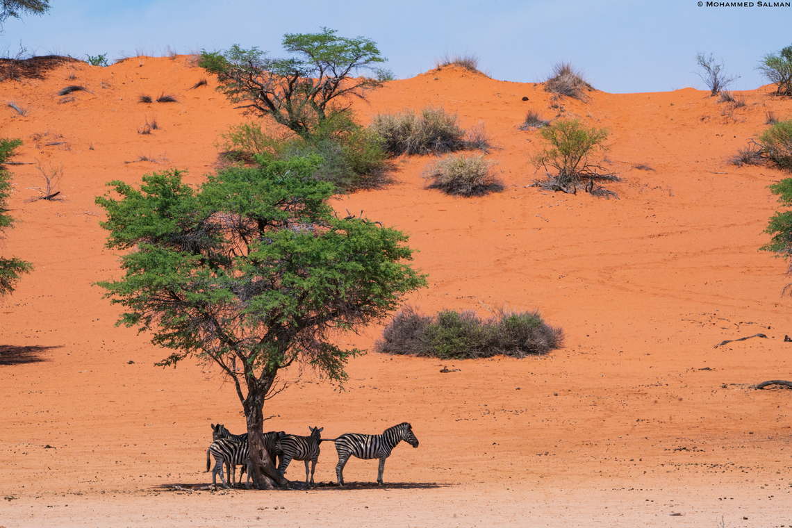 Beat the heat || Kalahari Desert || Oct 2018 The Kalahari Desert spans the borders of Botswana, Namibia and South Africa. During the summer, temperatures soar to 40&deg;C in summers and can drop below freezing during winters. Despite these harsh conditions, many animals have adapted to live there. To survive in the Kalahari, this group of zebras, much like other animals that survive here take respite from the heat under this camel thorn tree. Equus quagga,Plains zebra