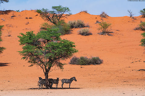 Beat the heat || Kalahari Desert || Oct 2018 The Kalahari Desert spans the borders of Botswana, Namibia and South Africa. During the summer, temperatures soar to 40°C in summers and can drop below freezing during winters. Despite these harsh conditions, many animals have adapted to live there. To survive in the Kalahari, this group of zebras, much like other animals that survive here take respite from the heat under this camel thorn tree. Equus quagga,Plains zebra