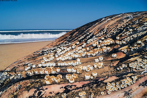 An unlikely duo || Sandwich harbour || Oct 2018 This a close up picture of a Humpback whale that had washed ashore at Sandwitch bay, Namibia. If you look closely the white shell like creatures on the whales skin are actually barnacles. The relationship between these barnacles and humpback whales is an example of commensalism, where one species benefits and the other is unaffected. The barnacle benefits from this relationship because it is provided with a place to live and filter food. The whale seems to be not affected by this, and might even benefit as well. Humpback whales have been known to roll over when being attacked, so the predator is faced with a tough surface of barnacles instead of soft skin. Humpback whale,Megaptera novaeangliae