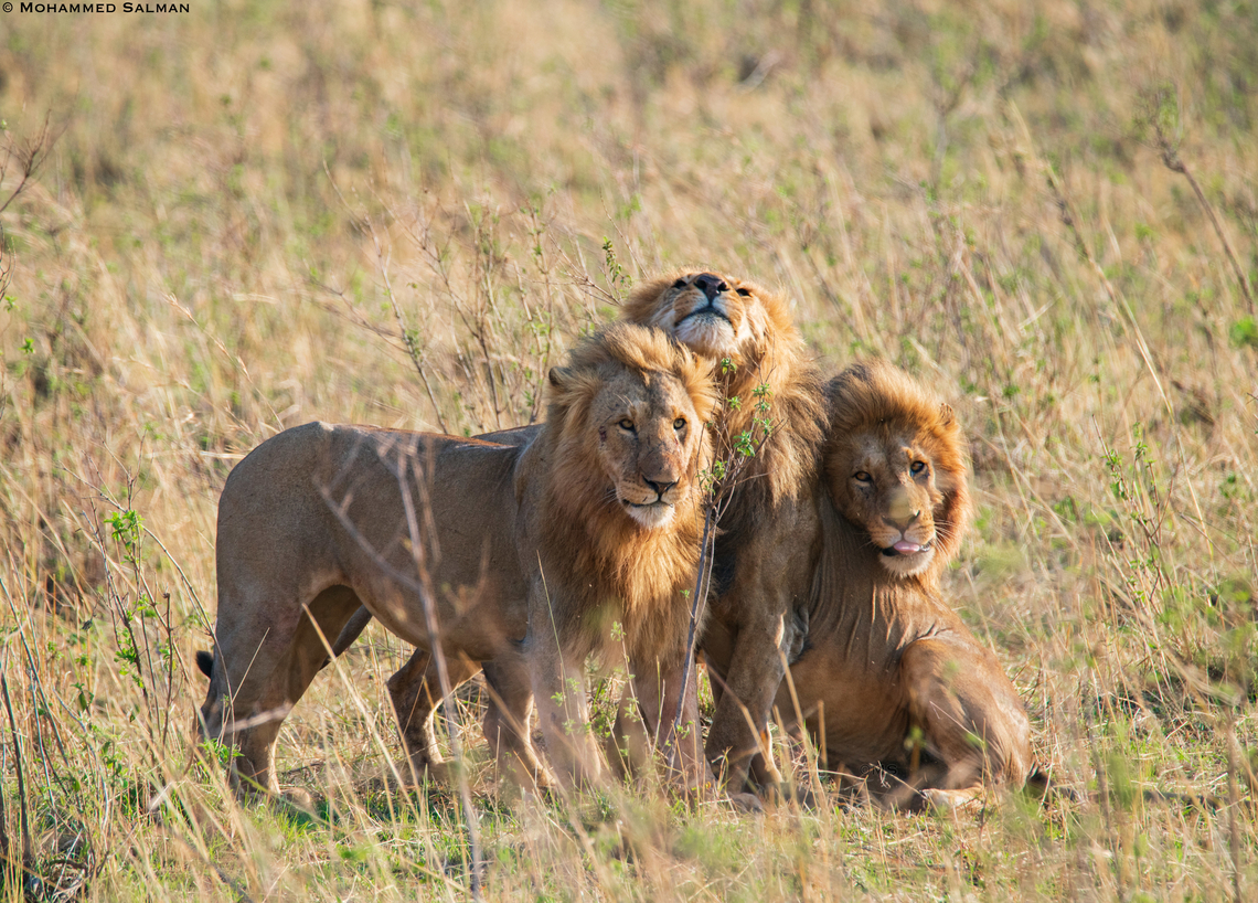 Brotherhood || Maasai Mara || Aug 2017 Unlike other big cats that live solitary lives, Lions are the only big cats to live in prides. A lion pride may include a dozen females, their young and like in this case three male lions. Lion,Panthera leo