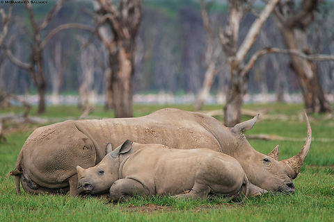 Past, present and future of the Southern white rhinoceros || Lake Nakuru || Aug 2017 White rhinos are the second largest land mammal after the elephant. Southern white rhinos were thought to be extinct in the late 19th century, but in 1895 a small population of less than 100 individuals was discovered in Kwazulu-Natal, South Africa. After more than a century of successful protection and management, they are now classified as Near Threatened and over 20,000 animals exist in protected areas and private game reserves. Rhinos are slow to reproduce and have a built in defence mechanism to not have babies if it feels the environment is unsafe. For decades the wildlife of Africa has been decimated by hunters, so for decades, rhinos rarely reproduced. Rhinos aren&rsquo;t native to Nakuru, They were brought in as part of a rehabilitation project. This young rhino calf along with its mother is a testament to the Lake Nakuru project and its success story, the rhinos have been flourishing here and they have been donated to 23 other parks to help rebuild the rhino numbers in Africa. Ceratotherium simum simum,Southern white rhinoceros