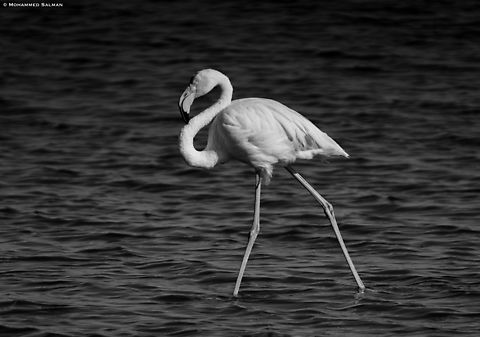 Monochrome Greater flamingo || Walvis bay || Oct 2018 Greater flamingo,Phoenicopterus roseus