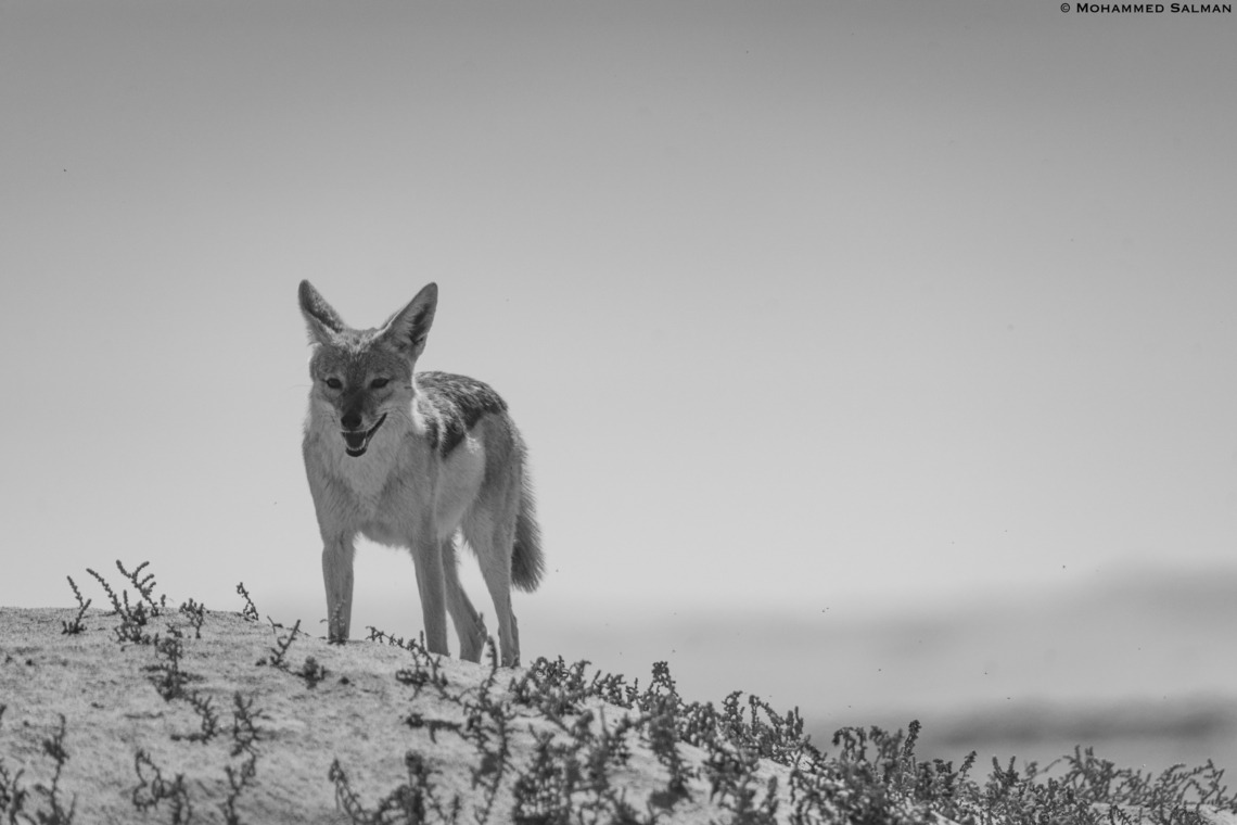 Cape jackal in greyscale || Sandwich harbour || Oct 2018 Black-backed jackal,Canis mesomelas