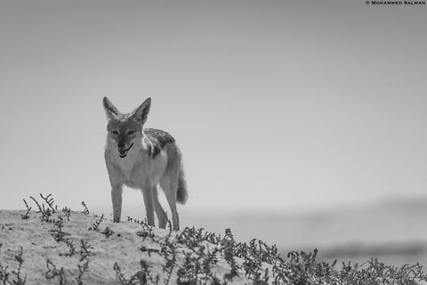 Cape jackal in greyscale || Sandwich harbour || Oct 2018 Black-backed jackal,Canis mesomelas