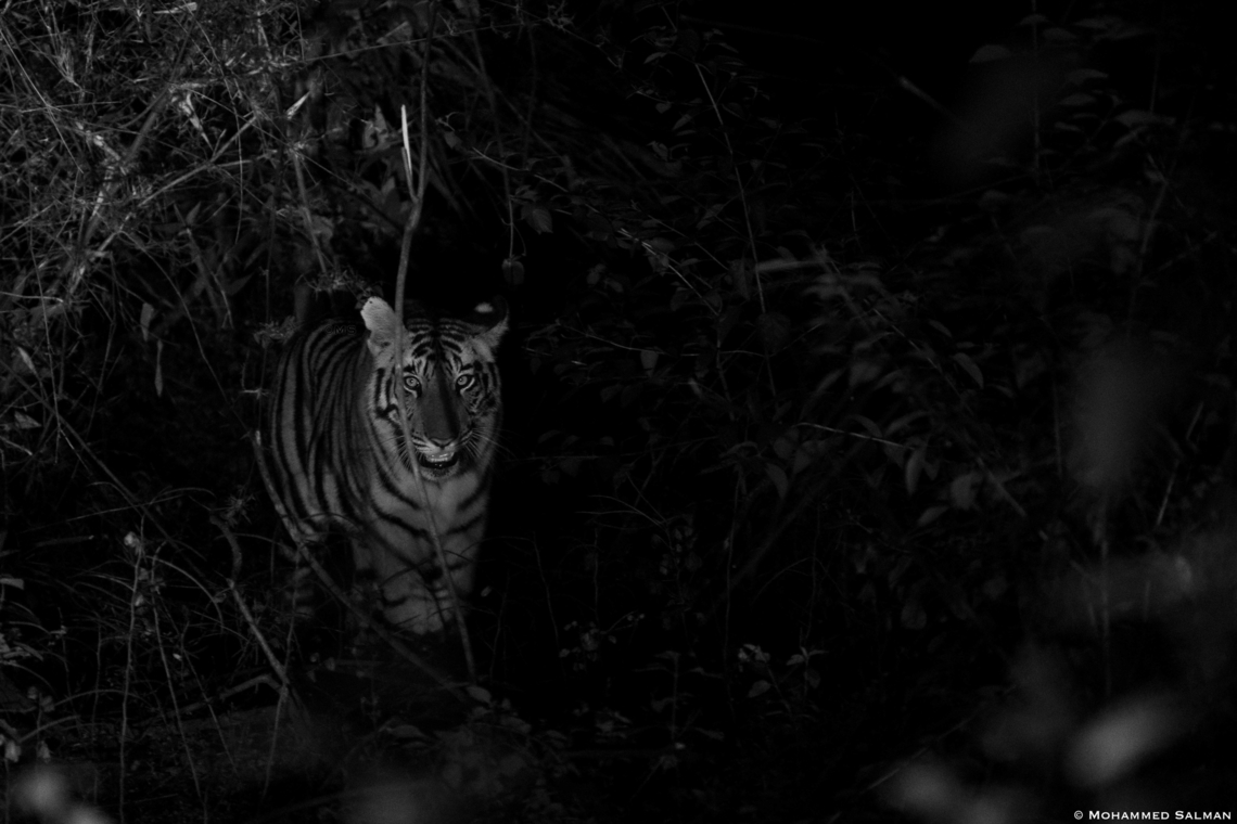 The ghost and the darkness || Panpatha buffer, Bandhavgarh || Oct 2021 Bengal tiger,Panthera tigris tigris