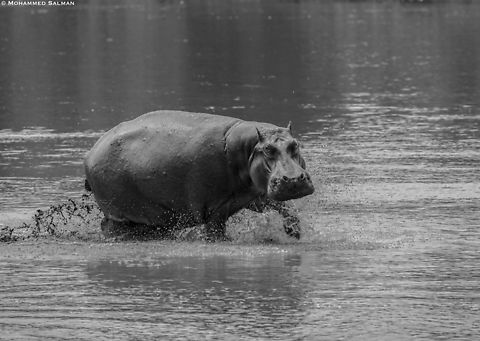 Hippo with a splash of black and white || Maasai Mara || Aug 2017|| Hippopotamus,Hippopotamus amphibius