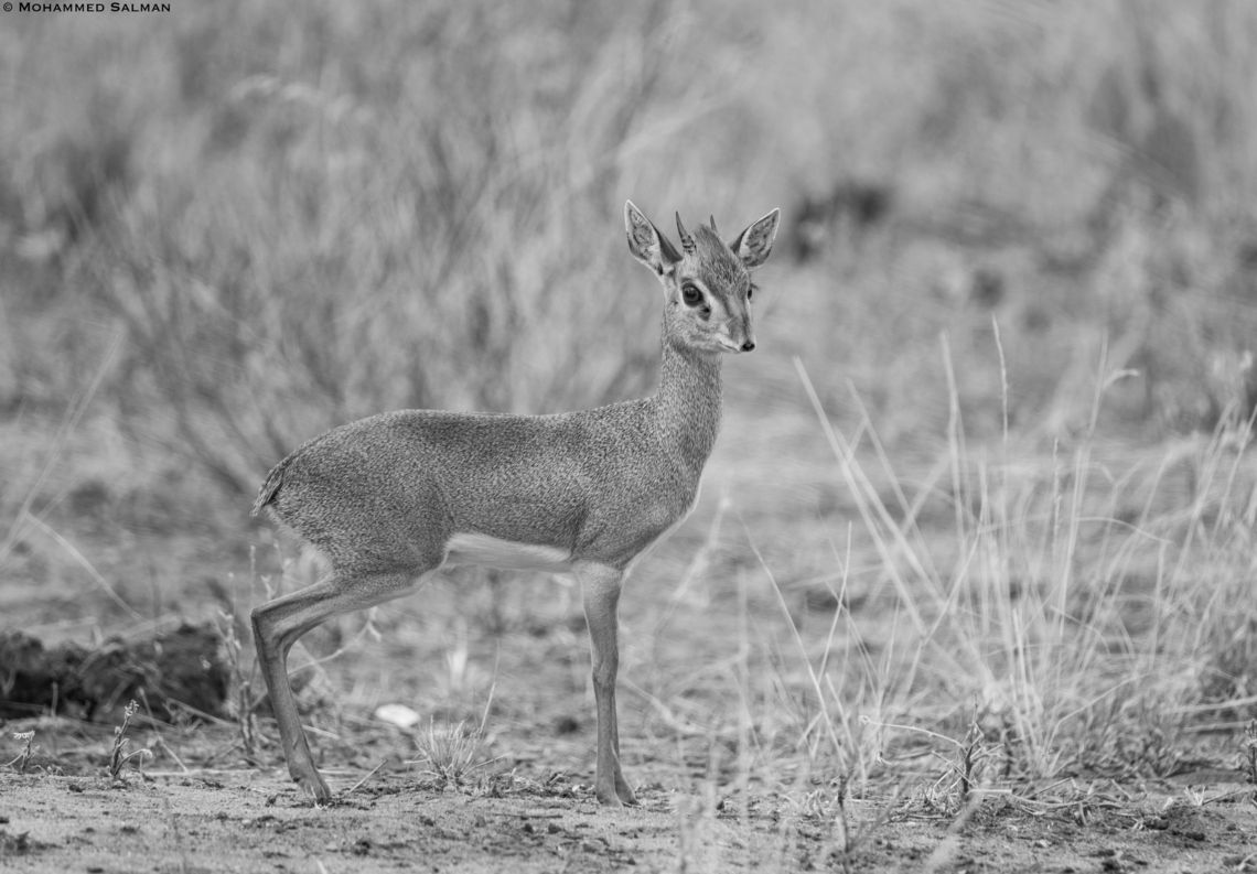 Dik-dik antelope in greyscale || Tsavo West || Aug 2017 Kirks dik-dik,Madoqua kirkii