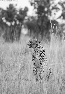 Monochrome Cheetah || Maasai Mara || Aug 2017 Acinonyx jubatus,Cheetah