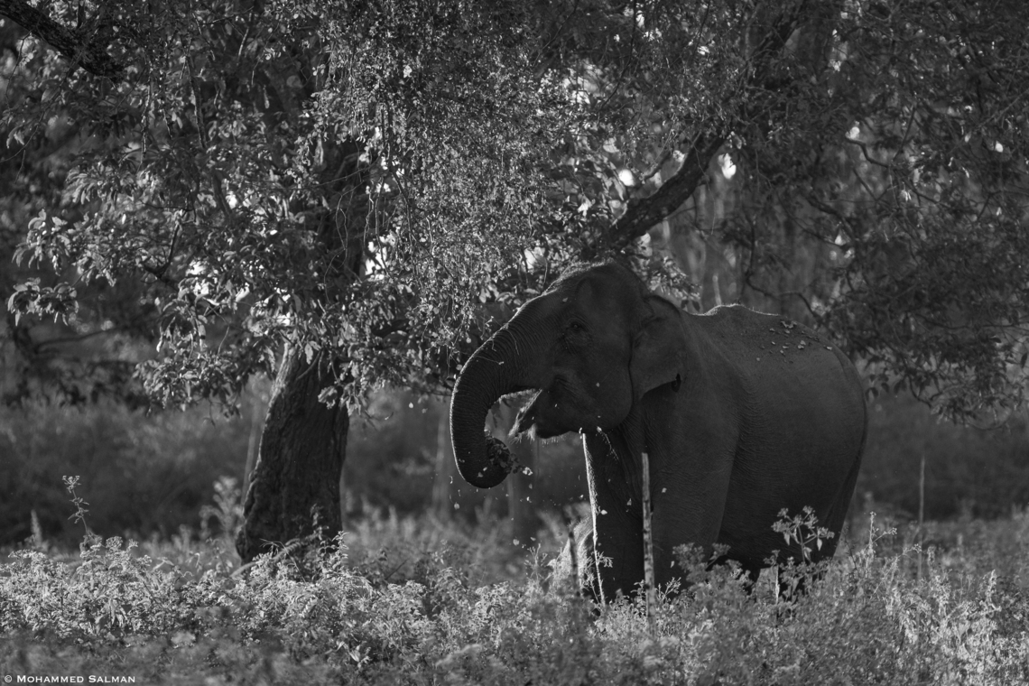 Snacking elephant || Bandipur || Jan 2022 Asian elephant,Elephas maximus