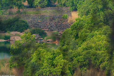 A Tiger takes a dip in the waters of the Ken river surrounded by the evergreen Jamun trees to cool off from the intense summer heat || Panna || May 2022 Bengal tiger,Panthera tigris tigris