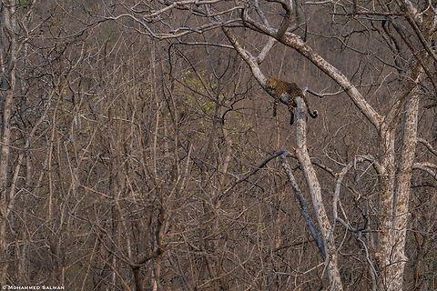 Leopard in its habitat || Panna || May 2022 Leopard,Panthera pardus