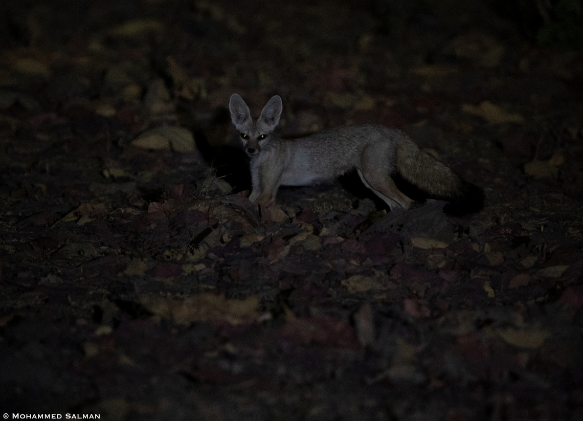 Indian fox || Jhinna buffer, Panna || May 2022 Bengal fox,Vulpes bengalensis