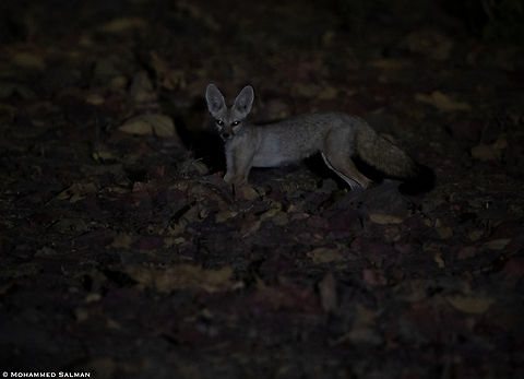 Indian fox || Jhinna buffer, Panna || May 2022 Bengal fox,Vulpes bengalensis
