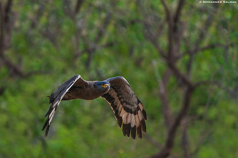 Crested serpent eagle in flight || Satpura || May 2022 Crested Serpent Eagle,Spilornis cheela