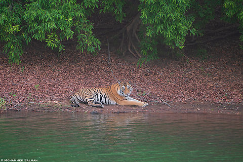Young male tiger T-141(21) || Panna || May 2022  Bengal tiger,Panthera tigris tigris