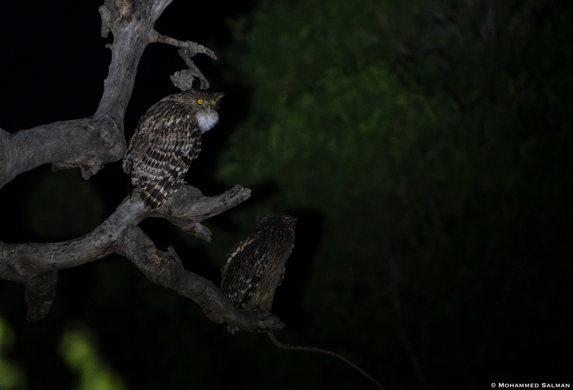 Hunters of the night, Brown fish owls || Akola buffer, Panna || May 2022<br />
 Brown fish owl,Bubo zeylonensis