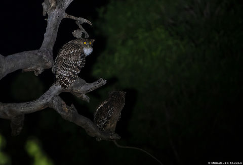 Hunters of the night, Brown fish owls || Akola buffer, Panna || May 2022
 Brown fish owl,Bubo zeylonensis