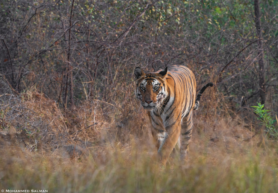 Tigress P-141 || Panna || May 2022 Bengal tiger,Panthera tigris tigris