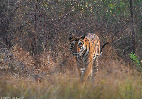 Tigress P-141 || Panna || May 2022 Bengal tiger,Panthera tigris tigris