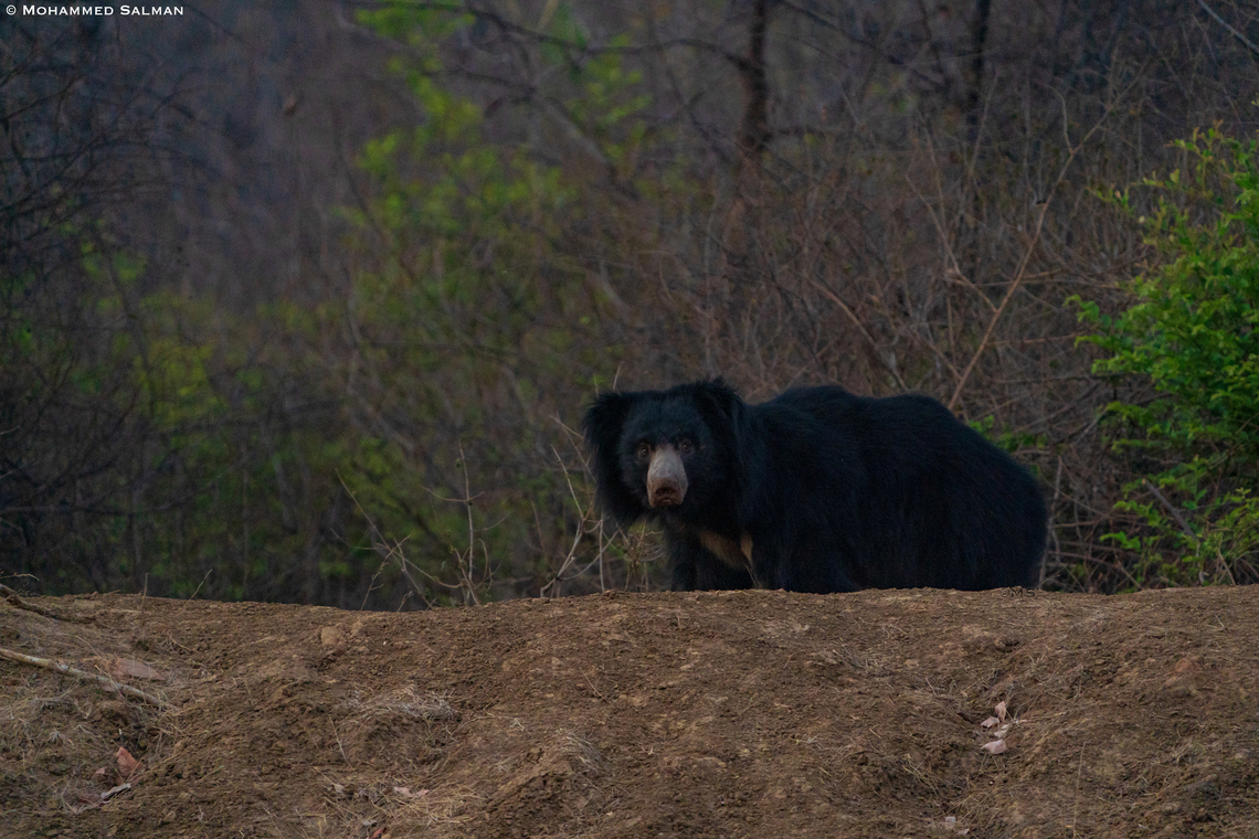 Sloth bear || Akola buffer, Panna || May 2022<br />
<br />
 Melursus ursinus,Sloth bear
