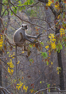 Hanuman langur || Satpura || May 2022   Semnopithecus dussumieri,Southern plains gray langur