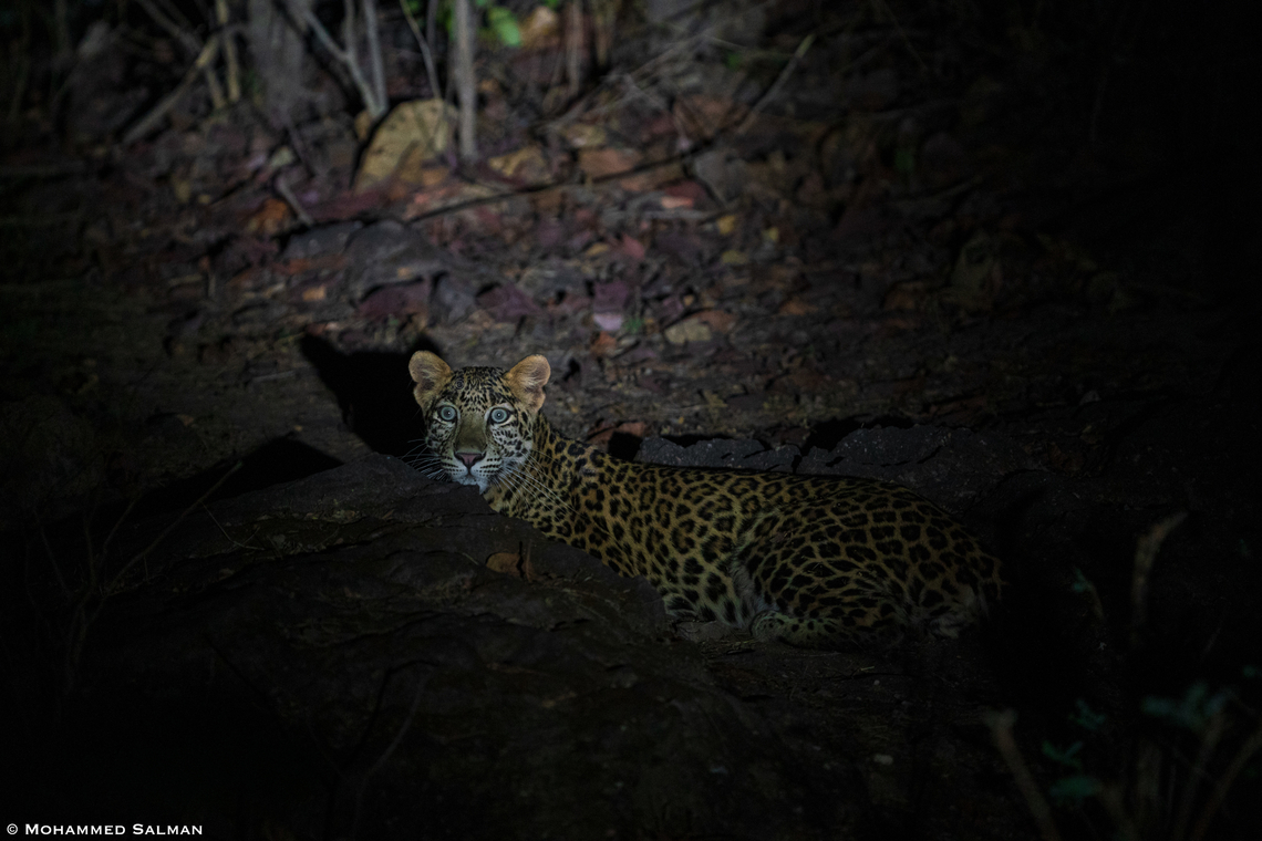 A leopard in the dark || Parsapani buffer, Satpura || May 2022 Leopard,Panthera pardus