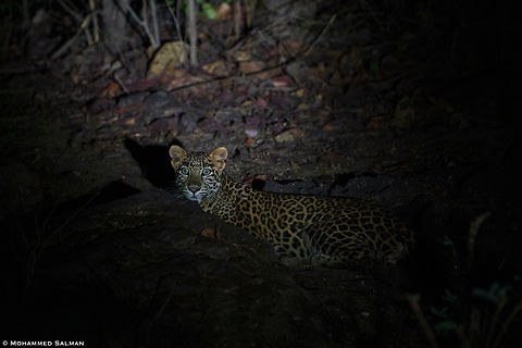 A leopard in the dark || Parsapani buffer, Satpura || May 2022 Leopard,Panthera pardus