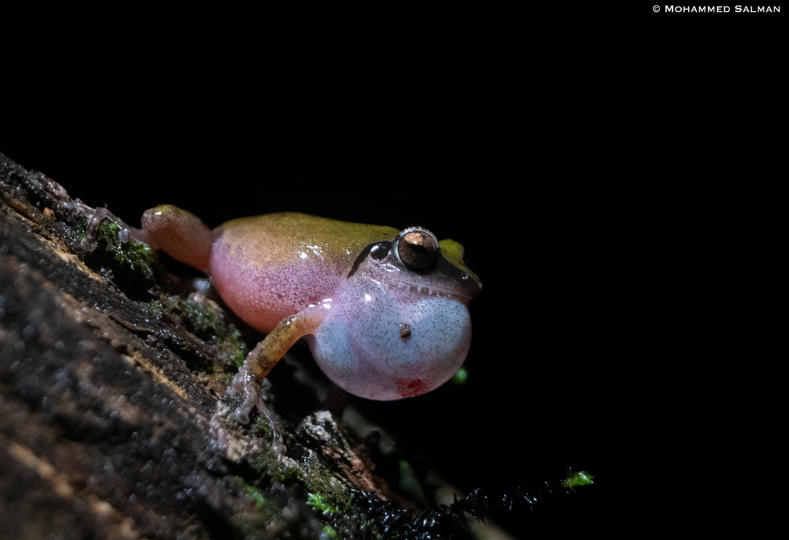 Wayanad bush frog || Kudremukh || June 2022<br />
 Pseudophilautus wynaadensis