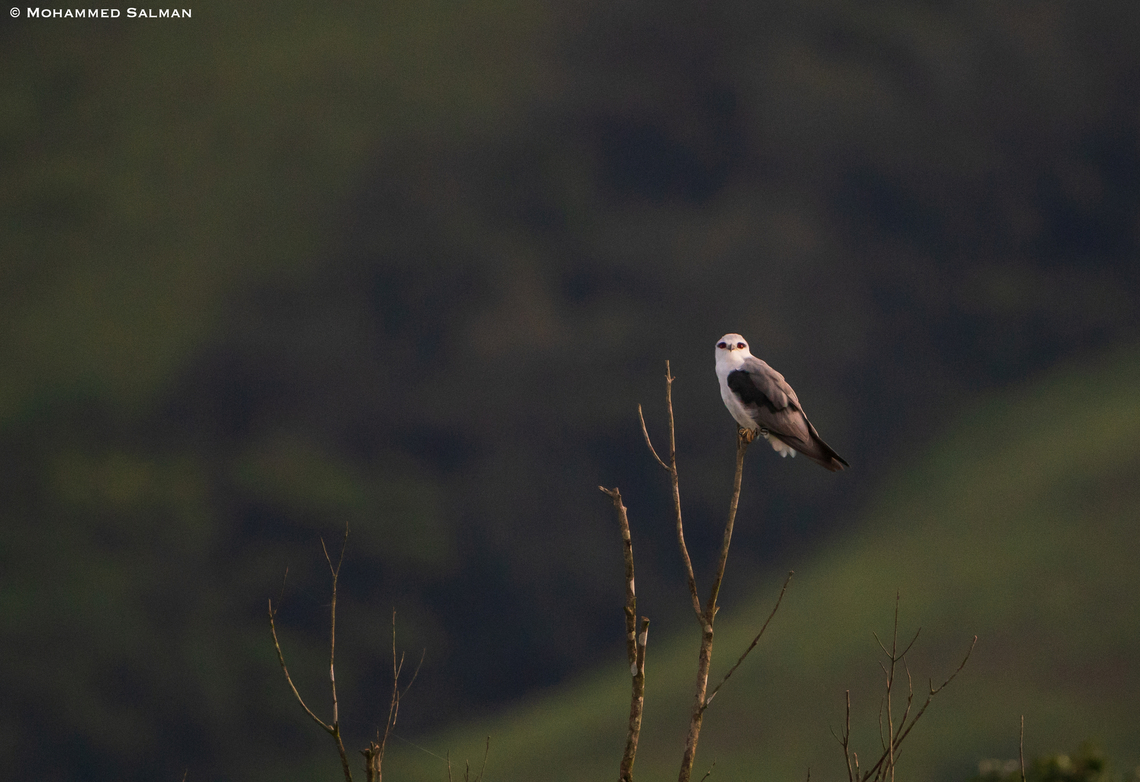 Black-winged kite || Kudremukh || June 2022 Black-winged Kite,Elanus caeruleus