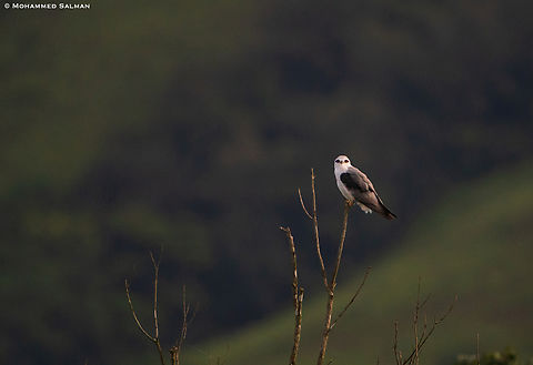 Black-winged kite || Kudremukh || June 2022 Black-winged Kite,Elanus caeruleus