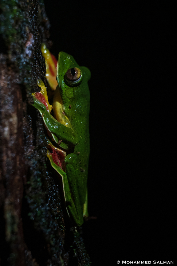 Malabar gliding frog || Kudremukh || June 2022 Malabar gliding frog,Rhacophorus malabaricus