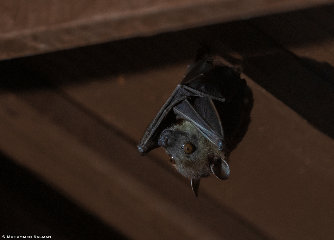 Indian flying fox || Kudremukh || June 2022 Indian flying fox,Pteropus giganteus