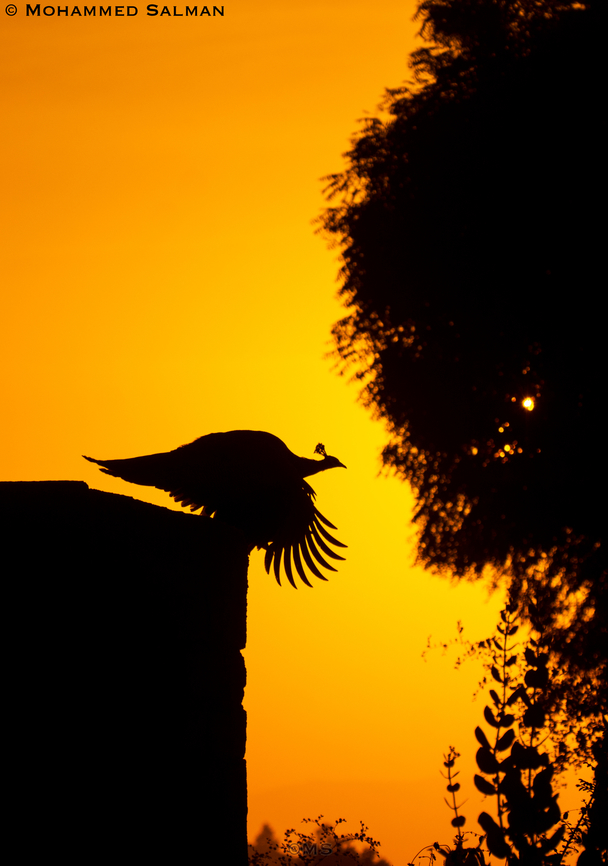 Peacock silhouette || Bera || Dec 2015 Common peacock,Fall,Geotagged,India,Indian peafowl,Papilio polyctor,Pavo cristatus