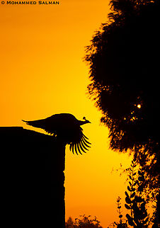 Peacock silhouette || Bera || Dec 2015 Common peacock,Fall,Geotagged,India,Indian peafowl,Papilio polyctor,Pavo cristatus