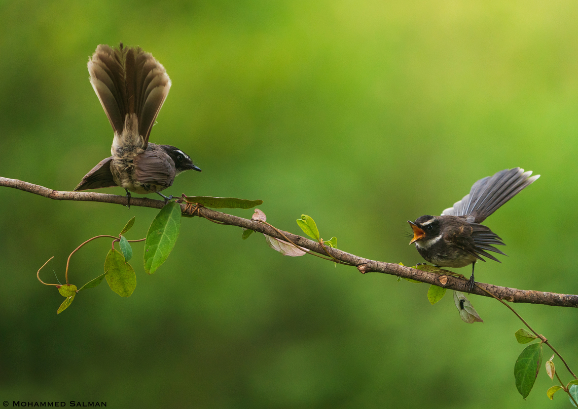 White-browed fantails || Bangalore || July 2022 Rhipidura aureola,White-browed fantail