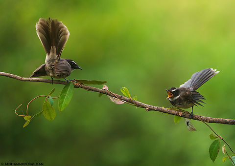 White-browed fantails || Bangalore || July 2022 Rhipidura aureola,White-browed fantail