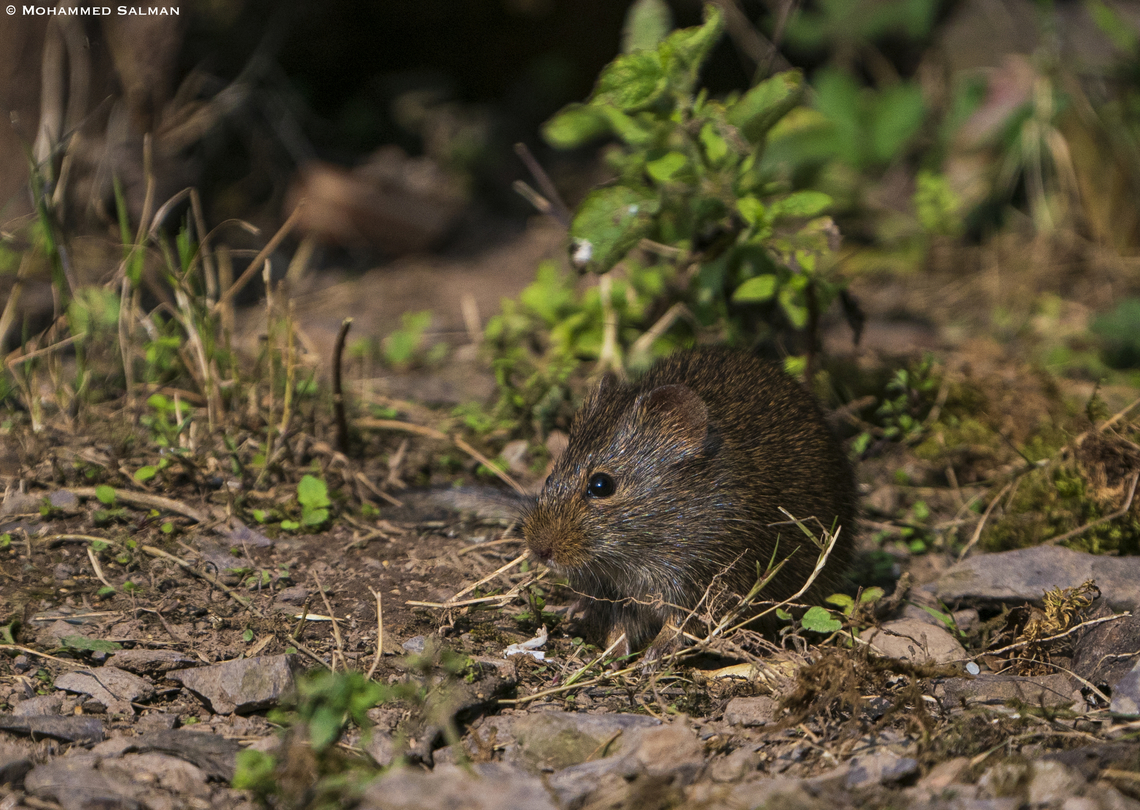 Himalayan pika || Sattal || Feb 2022 Himalayan pika,Ochotona himalayana