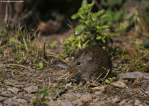 Himalayan pika