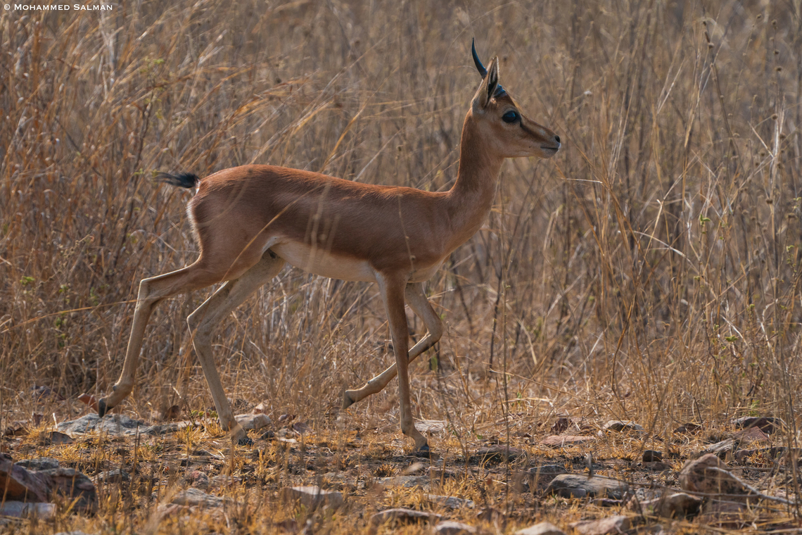 Indian gazelle || Panna || May 2022 Chinkara,Gazella bennettii