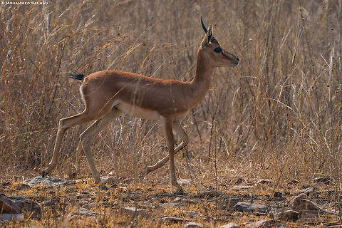 Indian gazelle || Panna || May 2022 Chinkara,Gazella bennettii