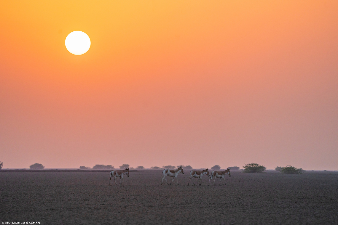 Indian wild ass against the setting sun || Little Rann of Kutch || Dec 2021 Equus hemionus khur,Indian wild ass