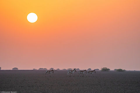 Indian wild ass against the setting sun || Little Rann of Kutch || Dec 2021 Equus hemionus khur,Indian wild ass