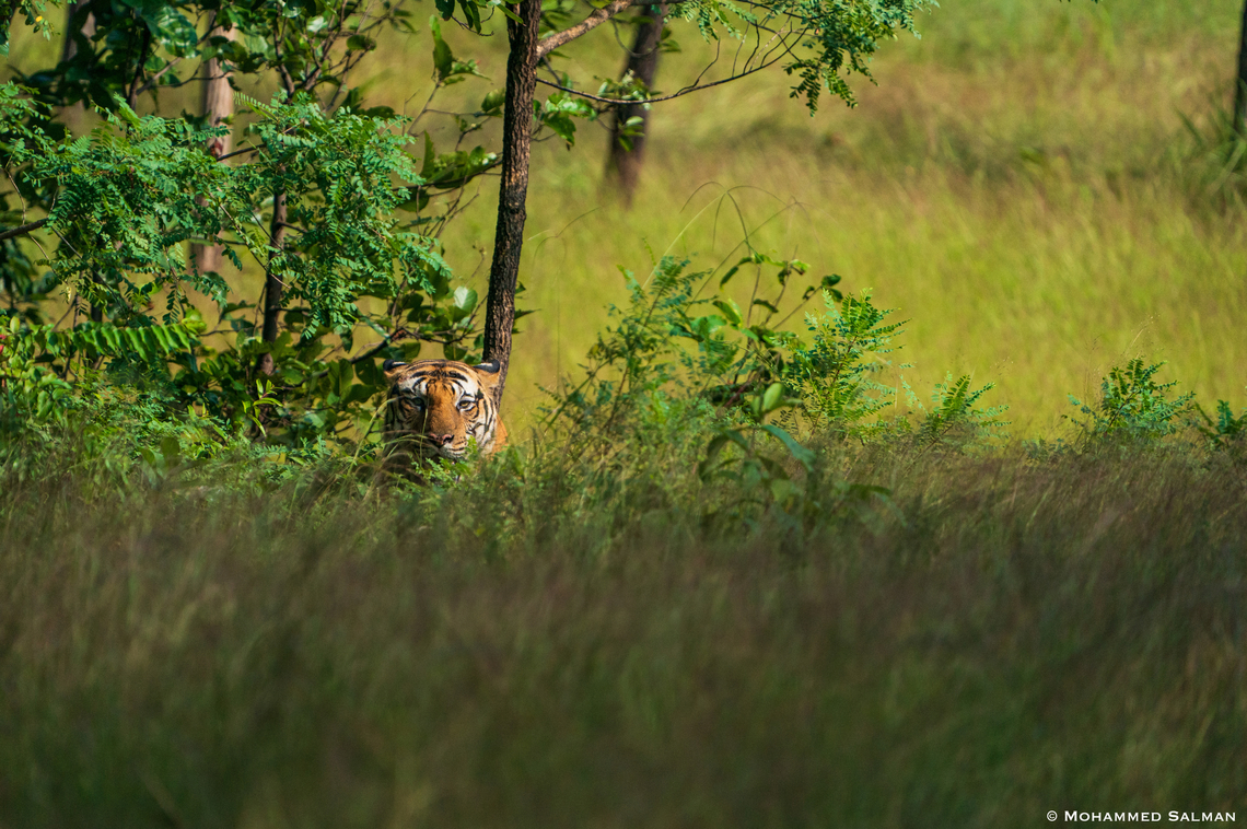 Tiger in the woods || Magadhi, Bandhavgarh || Oct 2021 Bengal tiger,Panthera tigris tigris