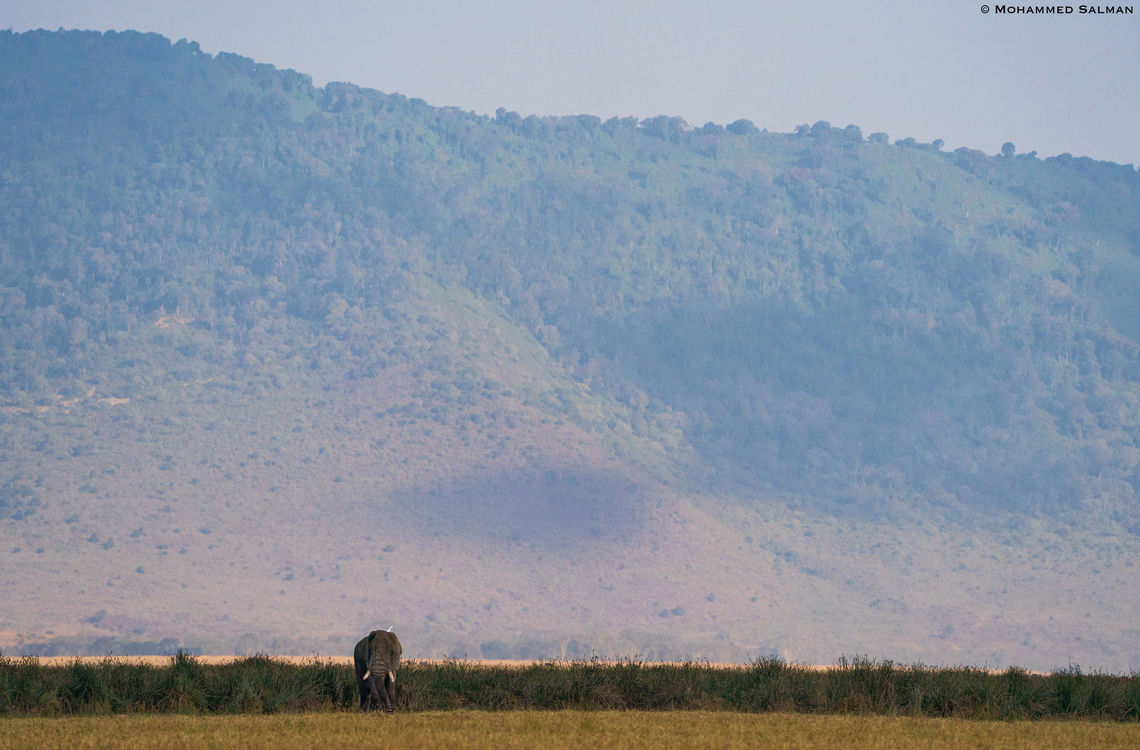 Elephant habitat | Ngorongoro Crater || Aug 2022 African bush elephant,Loxodonta africana