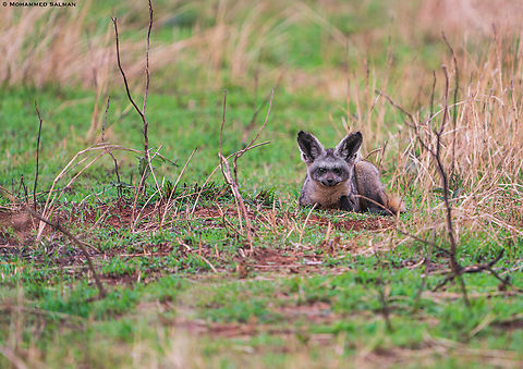A curious Bat-eared fox || North Serengeti || Aug 2022 Bat-Eared Fox,Otocyon megalotis