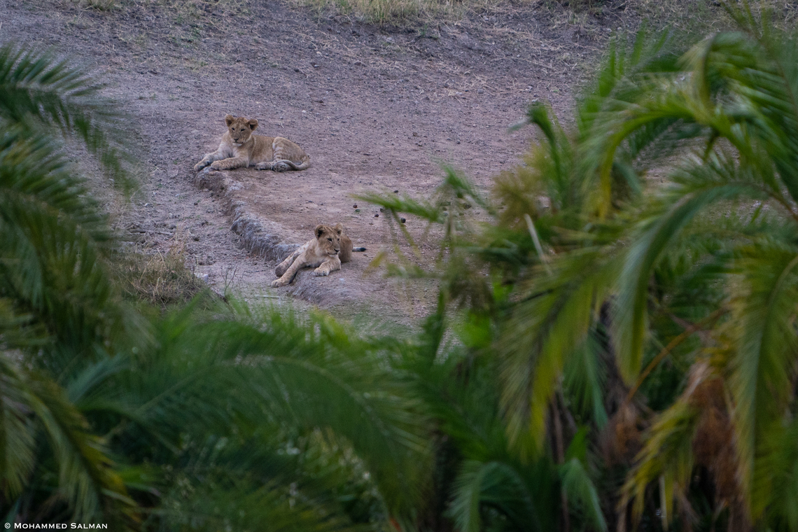 lion cubs amongst the palms || North Serengeti || Aug 2022 Lion,Panthera leo