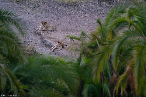 lion cubs amongst the palms || North Serengeti || Aug 2022 Lion,Panthera leo