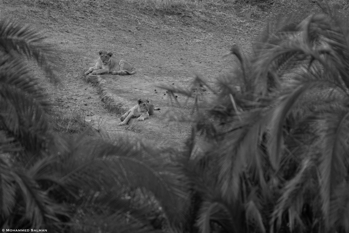 lion cubs in monochrome || North Serengeti || Aug 2022 Lion,Panthera leo