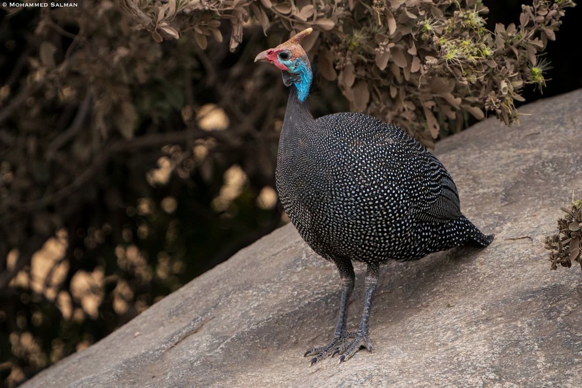 Helmeted Guineafowl || Central Serengeti || Aug 2022= Helmeted Guineafowl,Numida meleagris