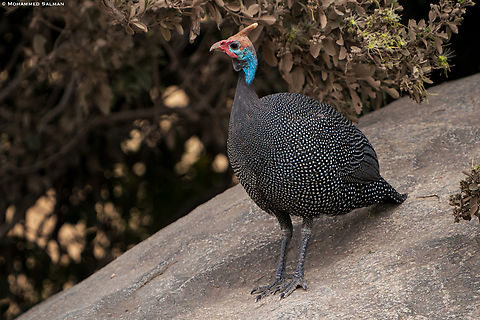Helmeted Guineafowl || Central Serengeti || Aug 2022= Helmeted Guineafowl,Numida meleagris